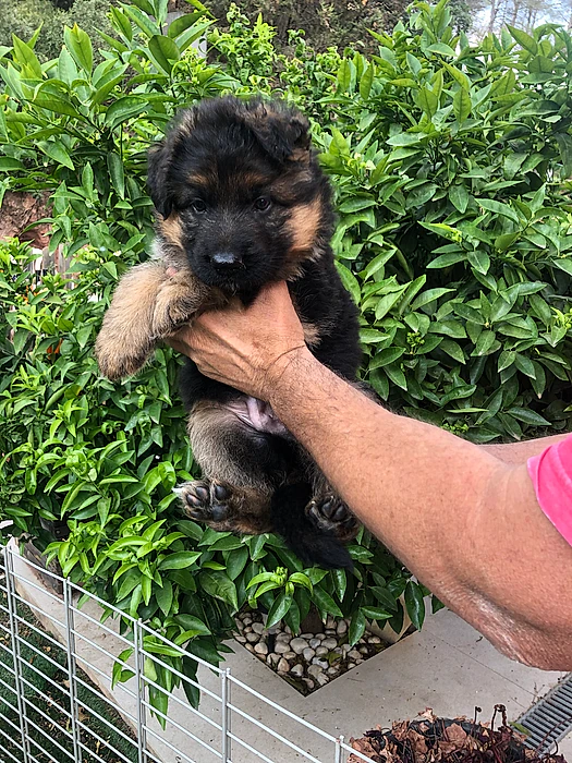 Barni-can Pastors Alemanys cachorros